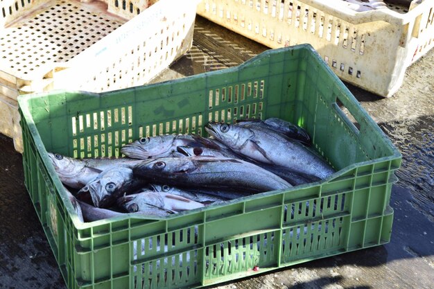 Fischer fangen Fische in einer Plastikbox Stadt Valparaiso Chili