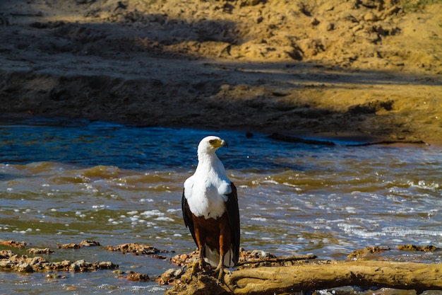 Fischeradler am Ufer des Flusses Grumeti. Wasser der Serengeti, Tansania