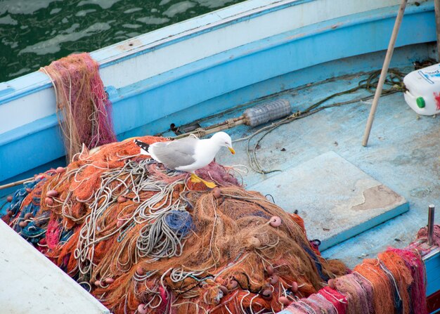 Fischerboot und Möwe im Netz in Süditalien