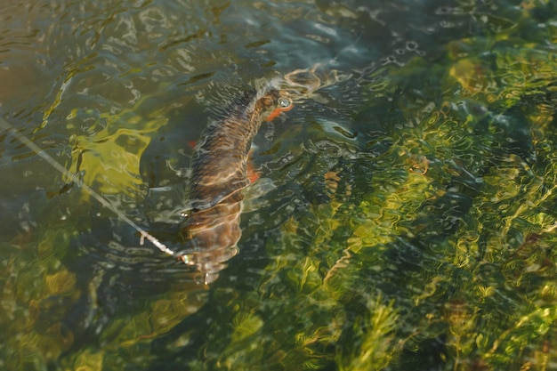 Fischerfisch an einem Haken im Wasser