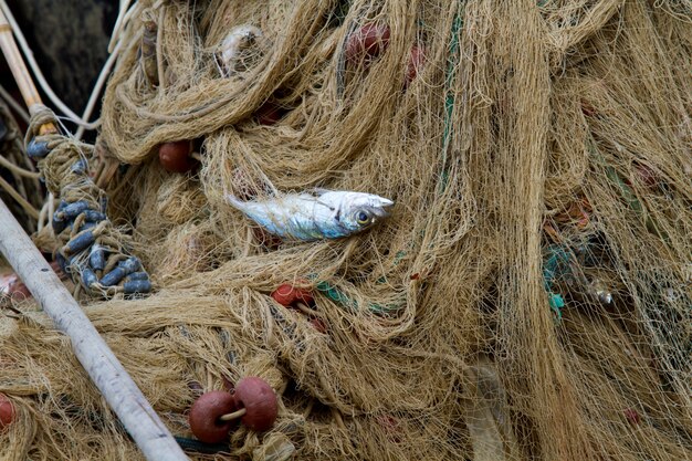 Fischernetz mit verwickelten Fischen