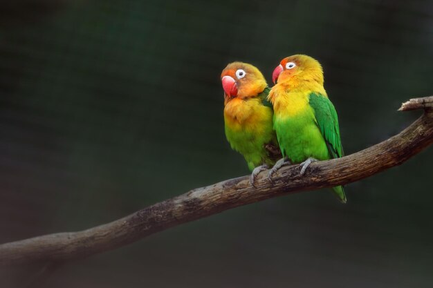 Fischers Liebesvogel