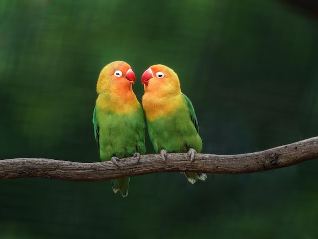 Fischers Lovebird