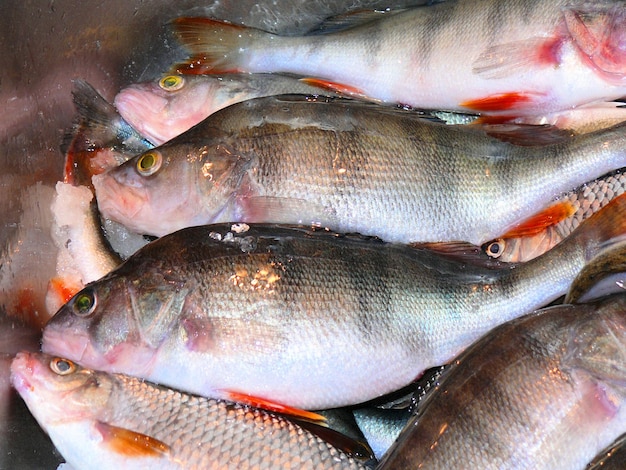 Fischfang gefangener Flussfisch zum Pökeln und Braten