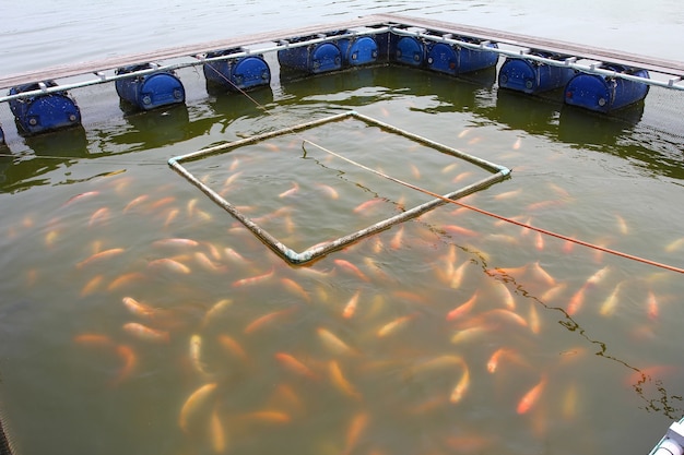 Fischfarm im thailändischen Land