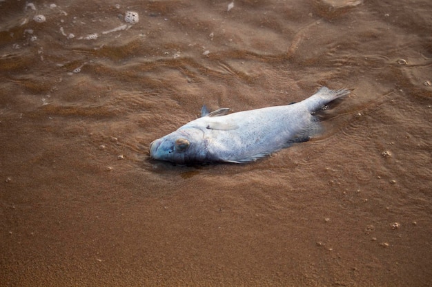 Fischkadaver am Pattaya BeachThailand