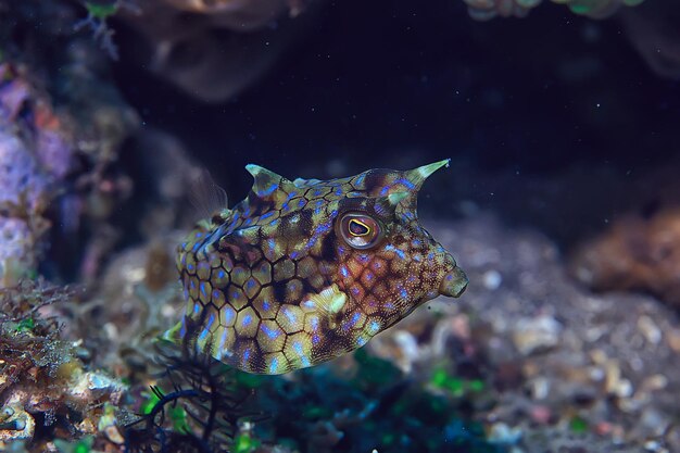 Fischkuh unter Wasser / exotische Unterwasserszene mit kleinen Fischen, Korallenriff im Ozean, Crani-Fisch