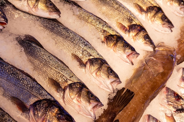 Fischmarkt in der Türkei Frischer Barsch auf der Theke Nahaufnahmefoto von frischem Wolfsbarschfisch auf dem Markt