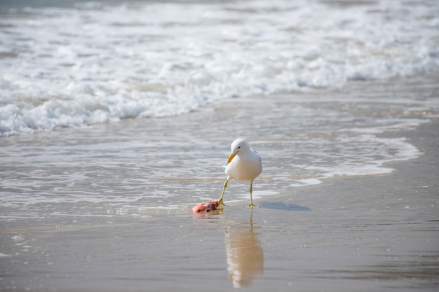 Fischmöwe am Strand von Jurerê Internacional Florianópolis