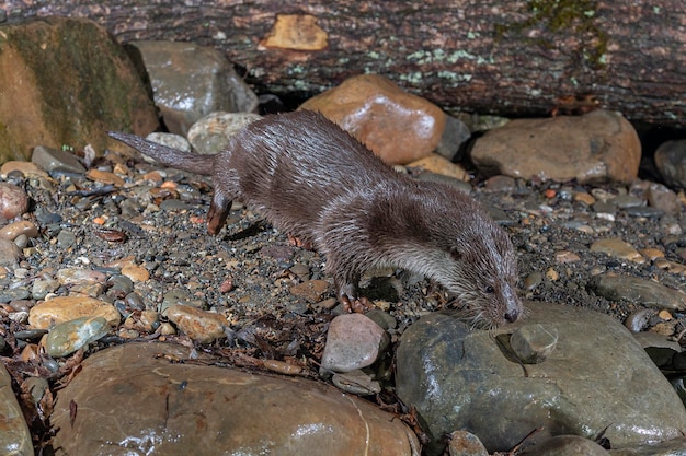 Fischotter (Lutra Lutra) Leon, Spanien