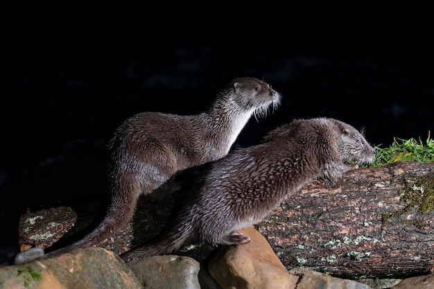 Fischotter (Lutra Lutra) Leon, Spanien