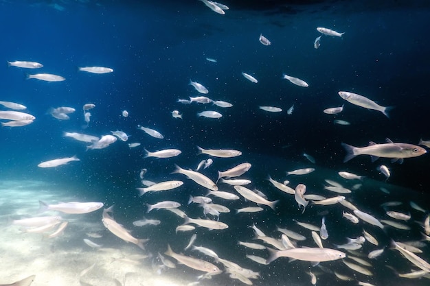 Fischschule unter Wasser. Fische unter Wasser Hintergrund.