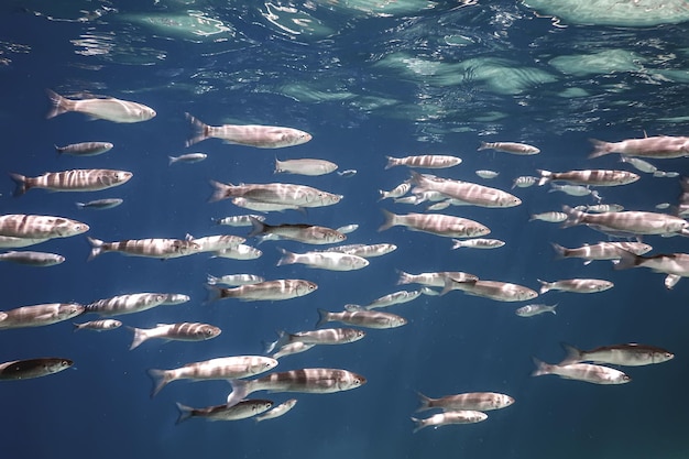 Fischschule unter Wasser. Fische unter Wasser Hintergrund.