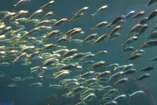 Foto fischschuppen, die im meer schwimmen