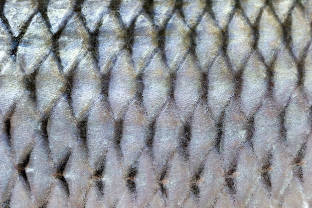 Fischschuppen Textur