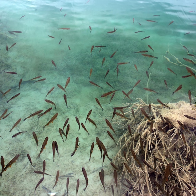 Foto fischschwarm auf der seespitze