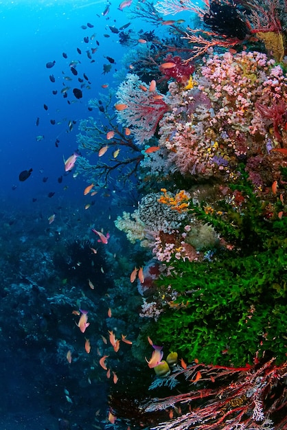 Fischschwarm, der von Pflanzen unter Wasser schwimmt