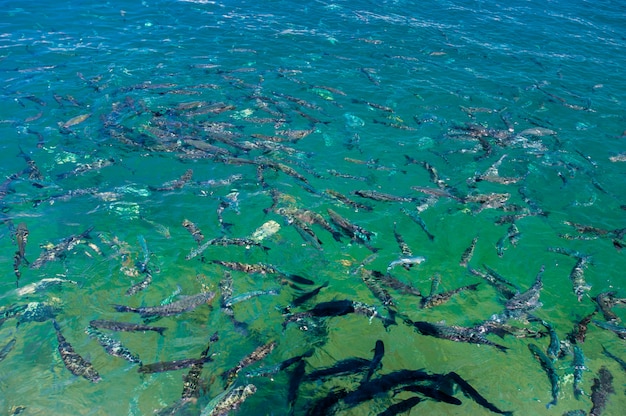 Fischschwarm. Fischen Sie auf der Wasseroberfläche.