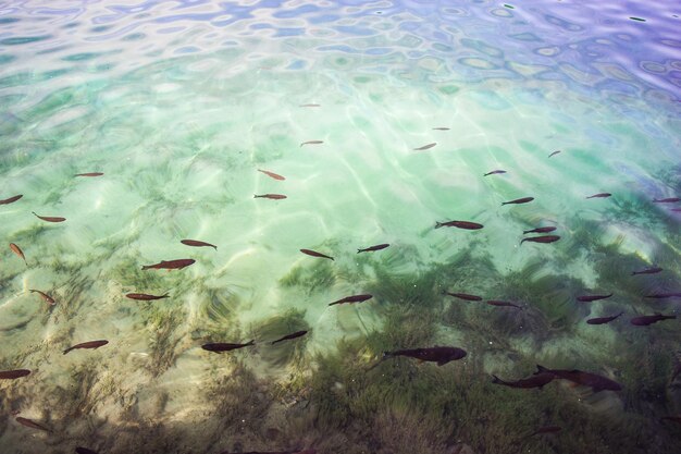 Foto fischschwarm schwimmt im meer