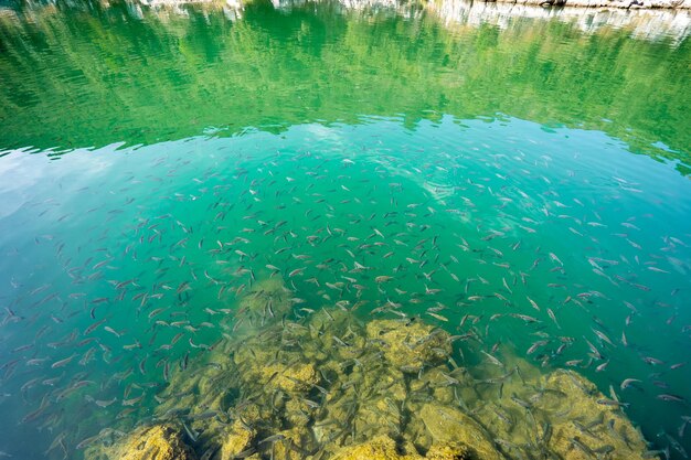 Fischschwarm Unterwasserfische im Meer