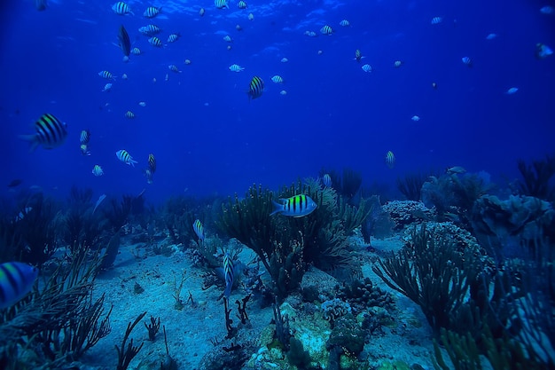 Fischschwarm Unterwasserfoto, Golf von Mexiko, Cancun, Bio-Fischereiressourcen