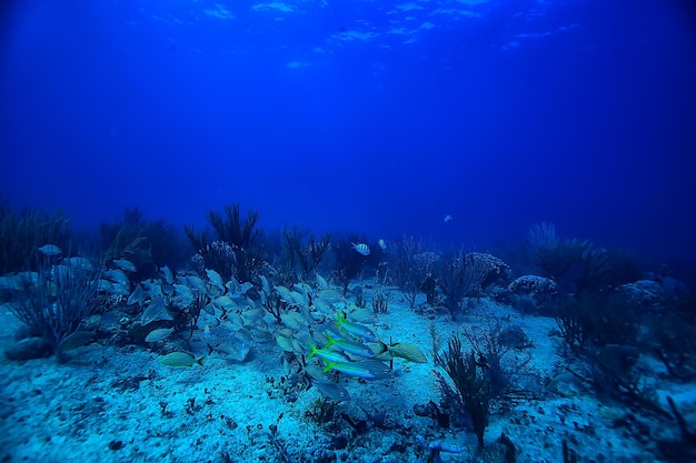 Fischschwarm Unterwasserfoto, Golf von Mexiko, Cancun, Bio-Fischereiressourcen