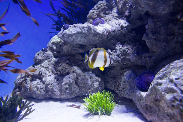 Fischschwimmen in einem Becken mit Seeigel