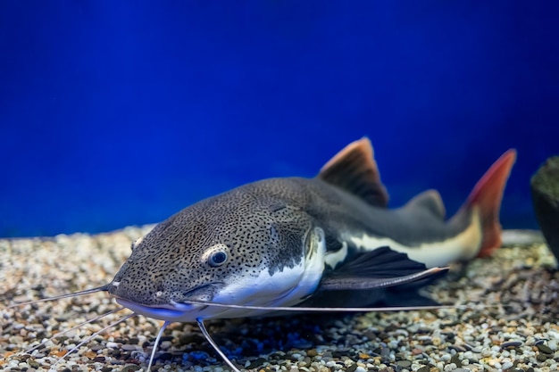 Fischwelse lauern am Boden des Aquariums und warten auf das Opfer