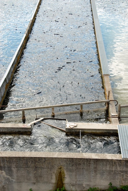 Fischzucht in Frankreich