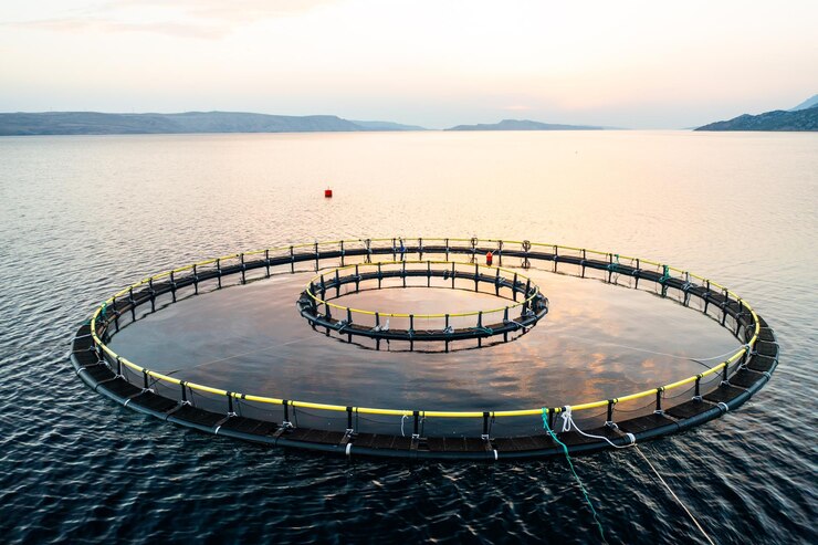 Fischzuchttechniken in kroatischen Meeresgewässern in der Nähe der Küste Spitzentechnologie zur Verbesserung der Fischqualität