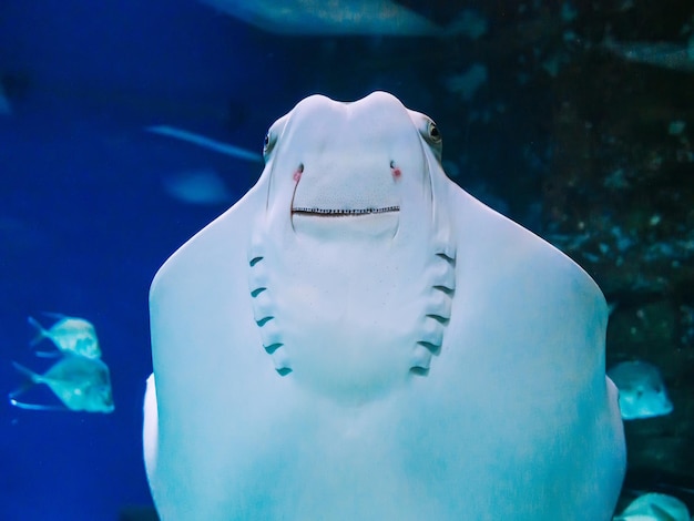 Fish Stingray nada contra el cristal del acuario y sonríe