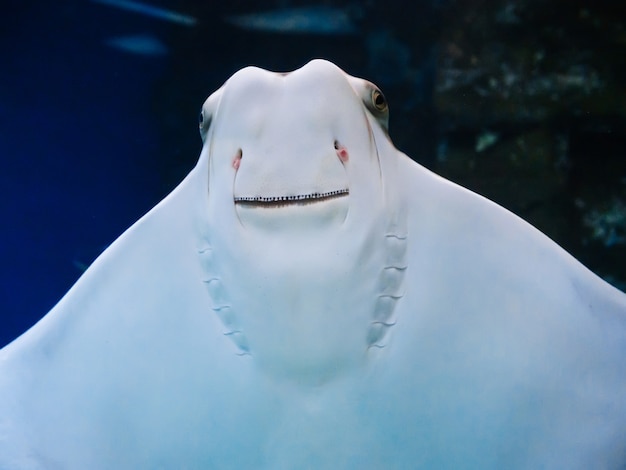 Fish Stingray nada contra el cristal del acuario y sonríe