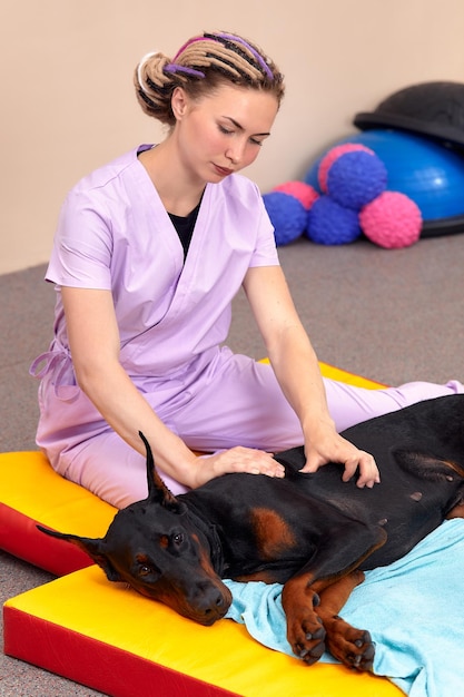 Fisioterapeuta de animais de estimação faz massagem para cães beagle Fisioterapia em clínica veterinária