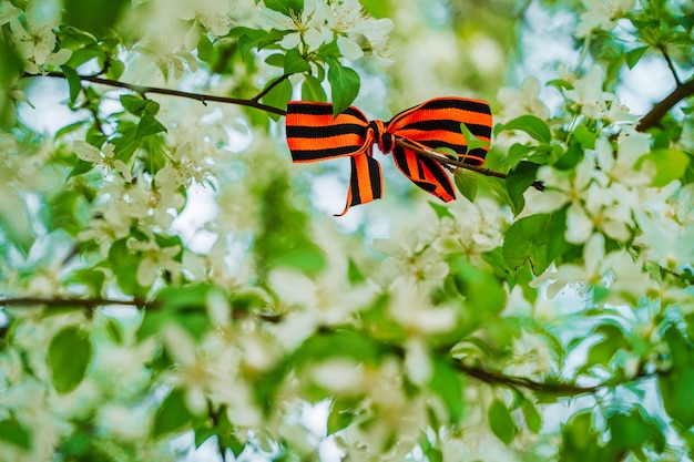 Fita de são jorge na forma de um laço festivo em uma macieira em flor na primavera