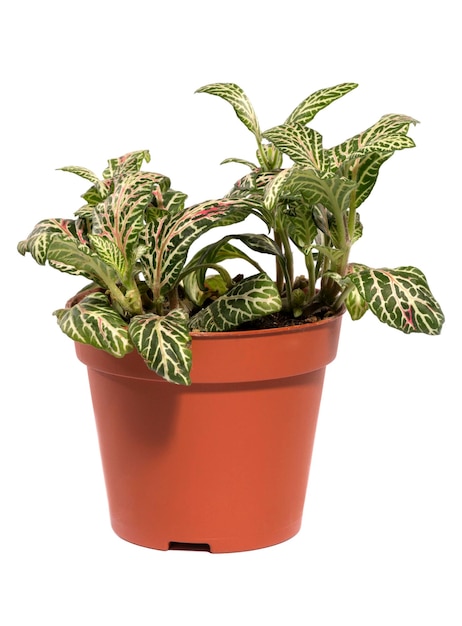 Fittonia-Busch in einem Topf auf weißem Hintergrund