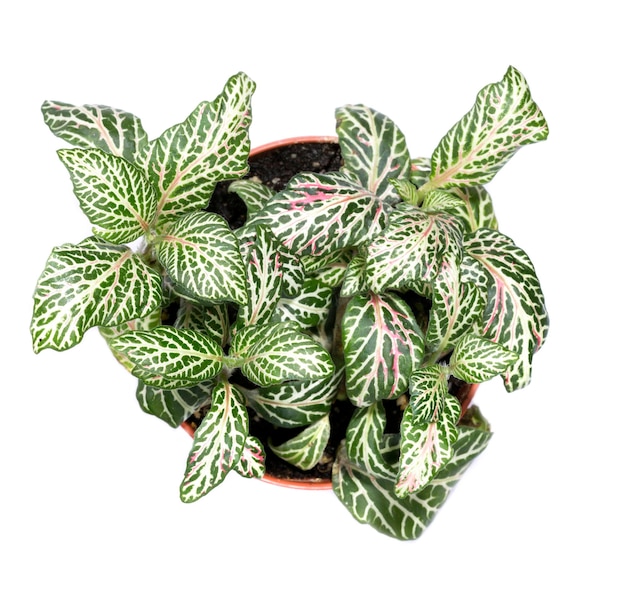 Fittonia-Busch in einem Topf auf weißem Hintergrund