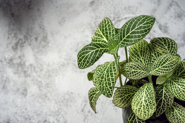 Fittonia es la planta de la casa verde en la pared gris