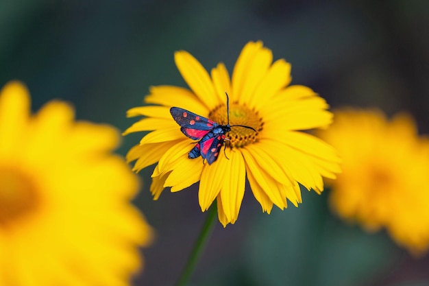 FiveSpot Burnet Motte Zygaena Trifolii sitzt auf einer Blume