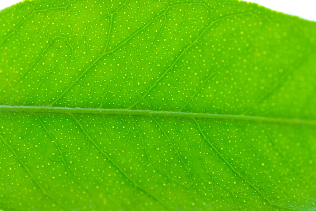 Flach ein grünes Blatt des Zitrusbaums. Nahansicht