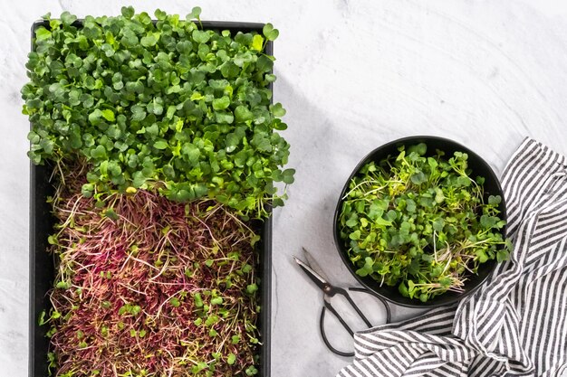 Foto flach liegen. ernte von rettich-microgreens aus einer großen plastikschale.