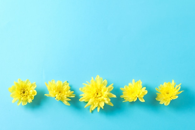 Flach liegen. Gelbe Chrysanthemen auf blauem Tisch