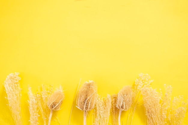 Flach orangefarbene getrocknete Blumen auf gelbem Hintergrund Lyon kopieren Platz für Text Natur Natur