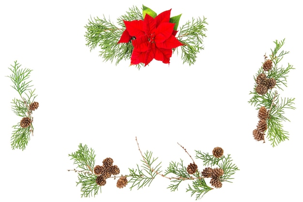 Flache Blumenlage. Weihnachtsblumen Weihnachtsstern und Tannenzapfen auf weißem Hintergrund