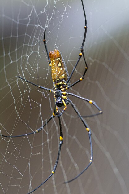 Flache Fokusaufnahme einer tropischen Spinne