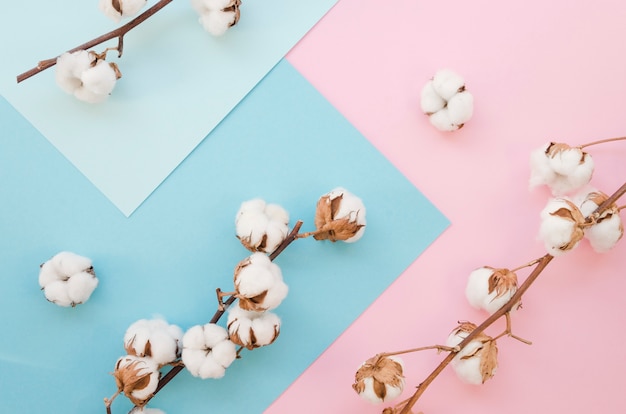 Foto flache gelegte baumwollblumen auf buntem hintergrund