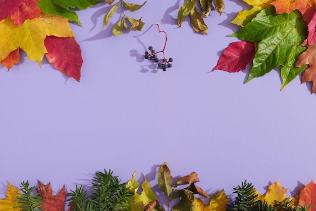 Flache Herbstkomposition mit mehrfarbigen Blättern und Beeren auf violettem Hintergrund Platz für Text kopieren Blick auf die Vielfalt der Natur