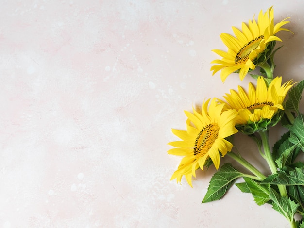 Foto flache lage der gelben sonnenblumen