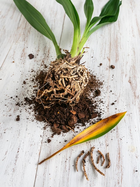 Flache Lage des gelben Blattes und Krankheiten der Orchideenwurzeln, Züchtung von Cambria-Orchideen. Pflege der Wurzeln der Zimmerpflanze. Wurzeln schneiden. Hausblumenzucht, Pflanzenpflegekonzept. Vertikale Ansicht.