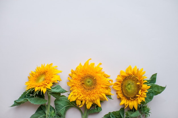 Flache Lage von Sonnenblumen auf einem hellrosa Hintergrundhintergrund