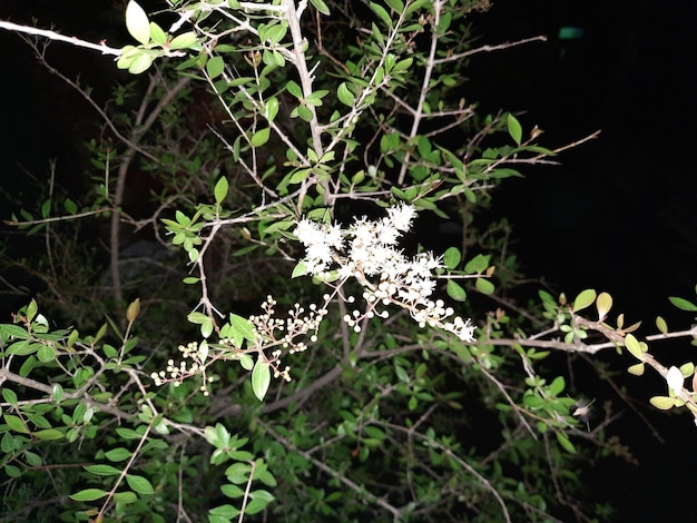 Foto flache lage von wunderschön blühenden bunten blumen